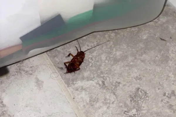 Stinging Insect Control in Long Island, NY