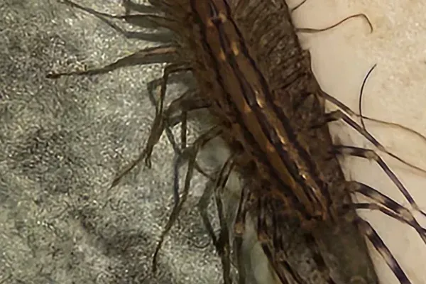 Roach Control in Long Island, NY