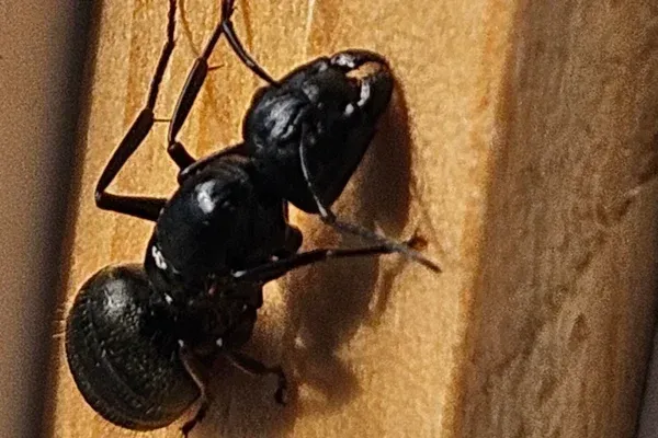 Ant Control in Queens, NY
