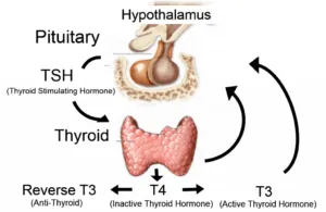 Diagram of hypothalamus, pituitary, and thyroid axis – TSH, T4, T3, and Reverse T3 hormone pathways showing causes of impaired thyroid function