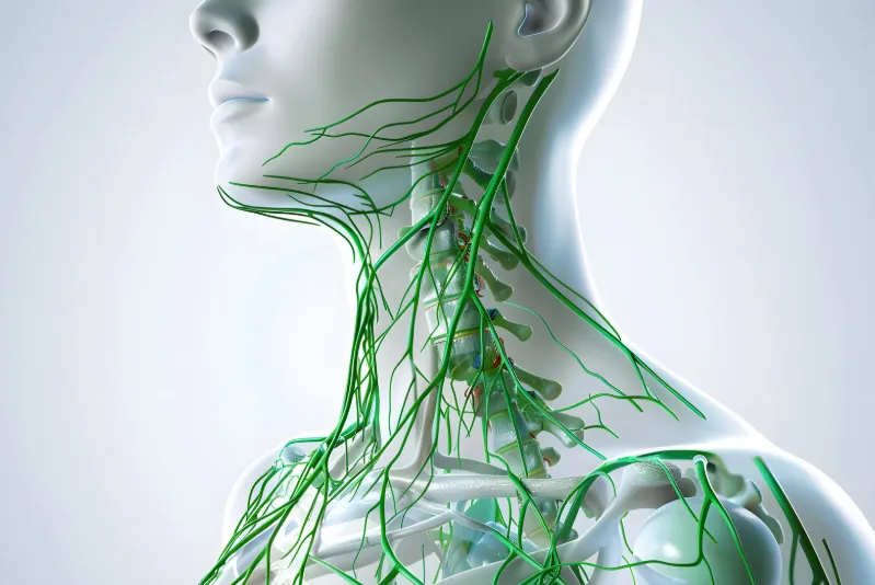 Medical diagram of lymphatic system symbolizing cellular detox and immune support from glutathione injections at Hormone Treatment Centers in Overland Park, KS.