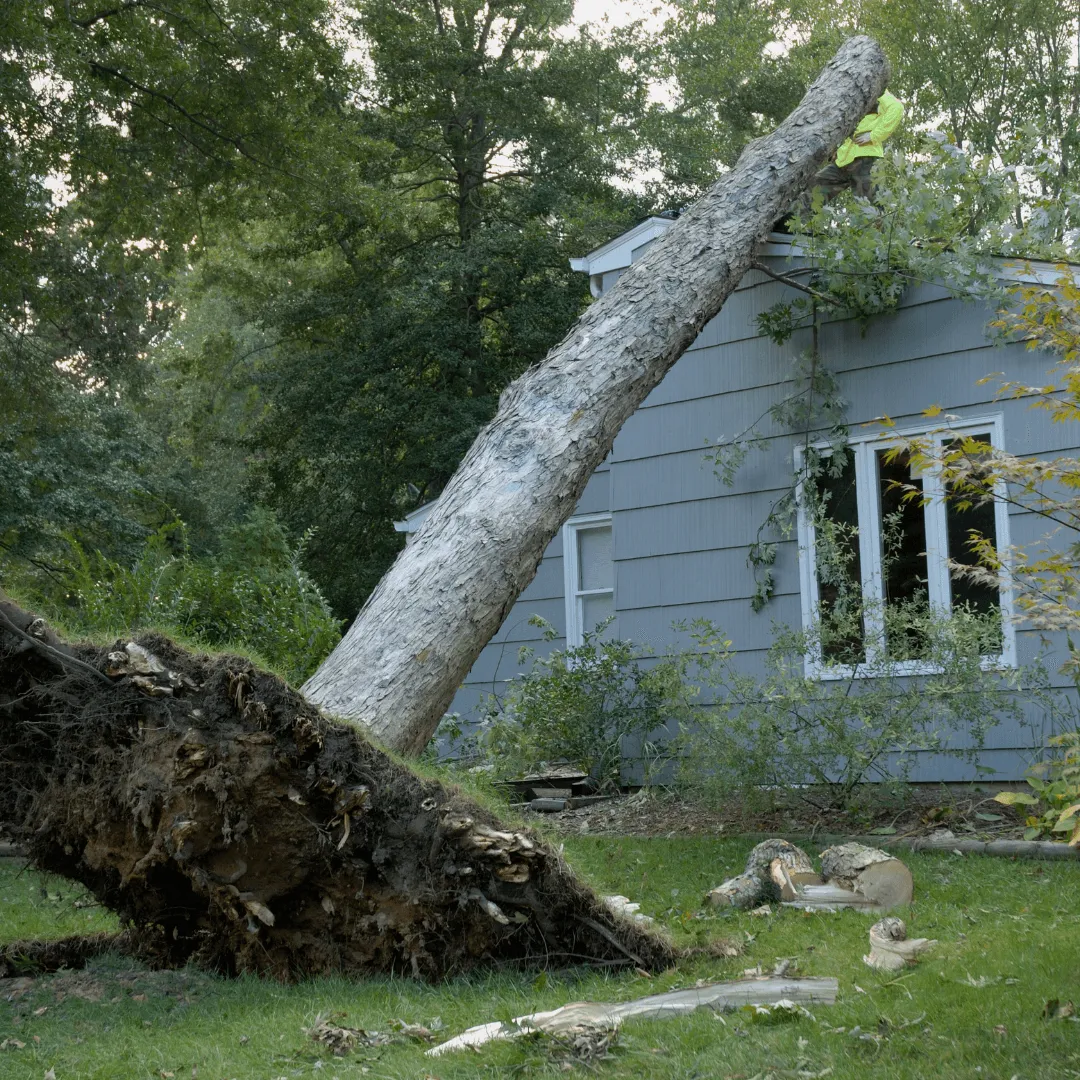 Emergency tree removal