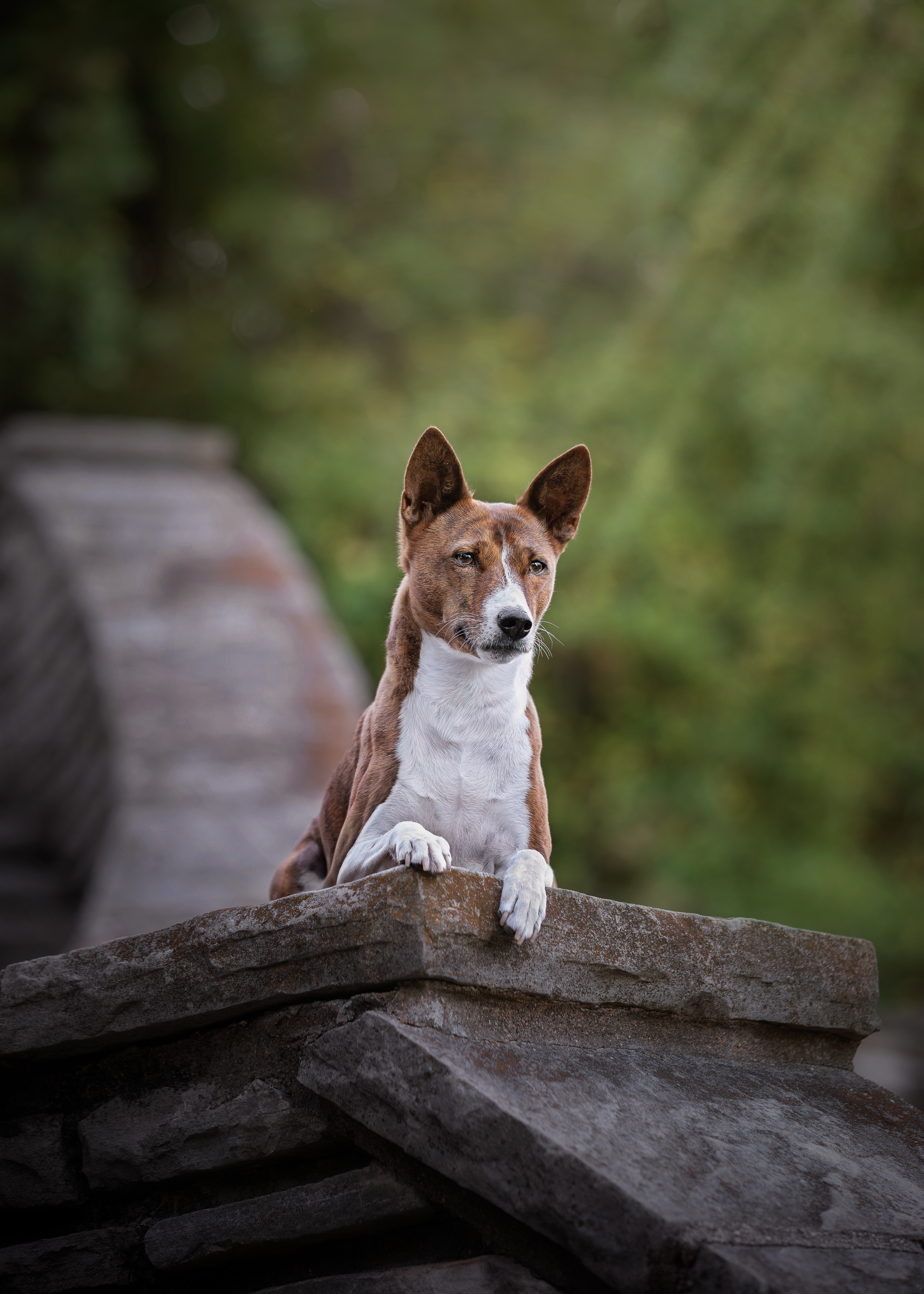 Basenji dog portrait lying on stone wall outdoors during a natural light photo session in Missouri