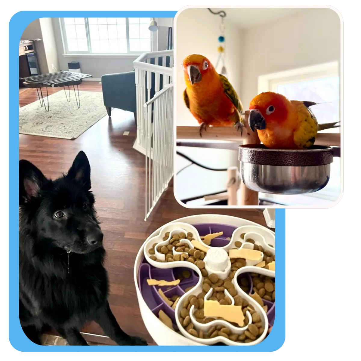 dog enjoying trail adventure walks in anchorage alaska