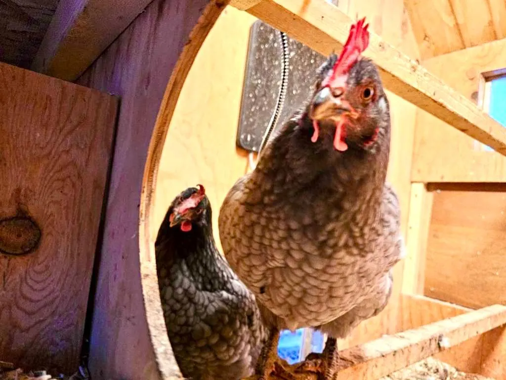 dog enjoying trail adventure walks in anchorage alaska