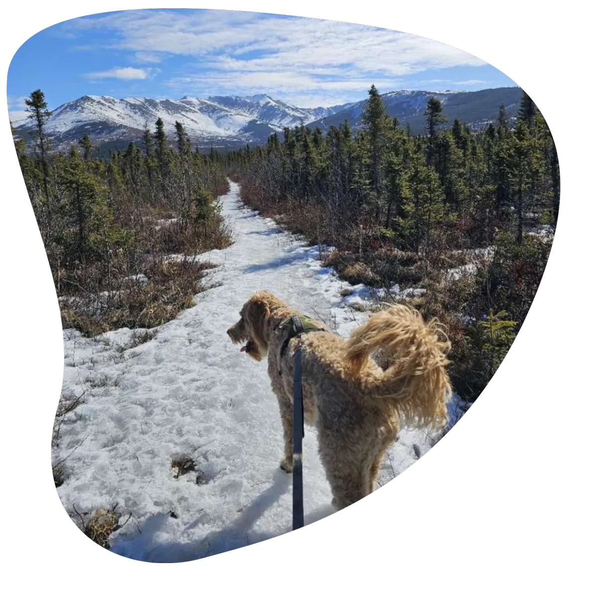 dog enjoying trail adventure walks in anchorage alaska
