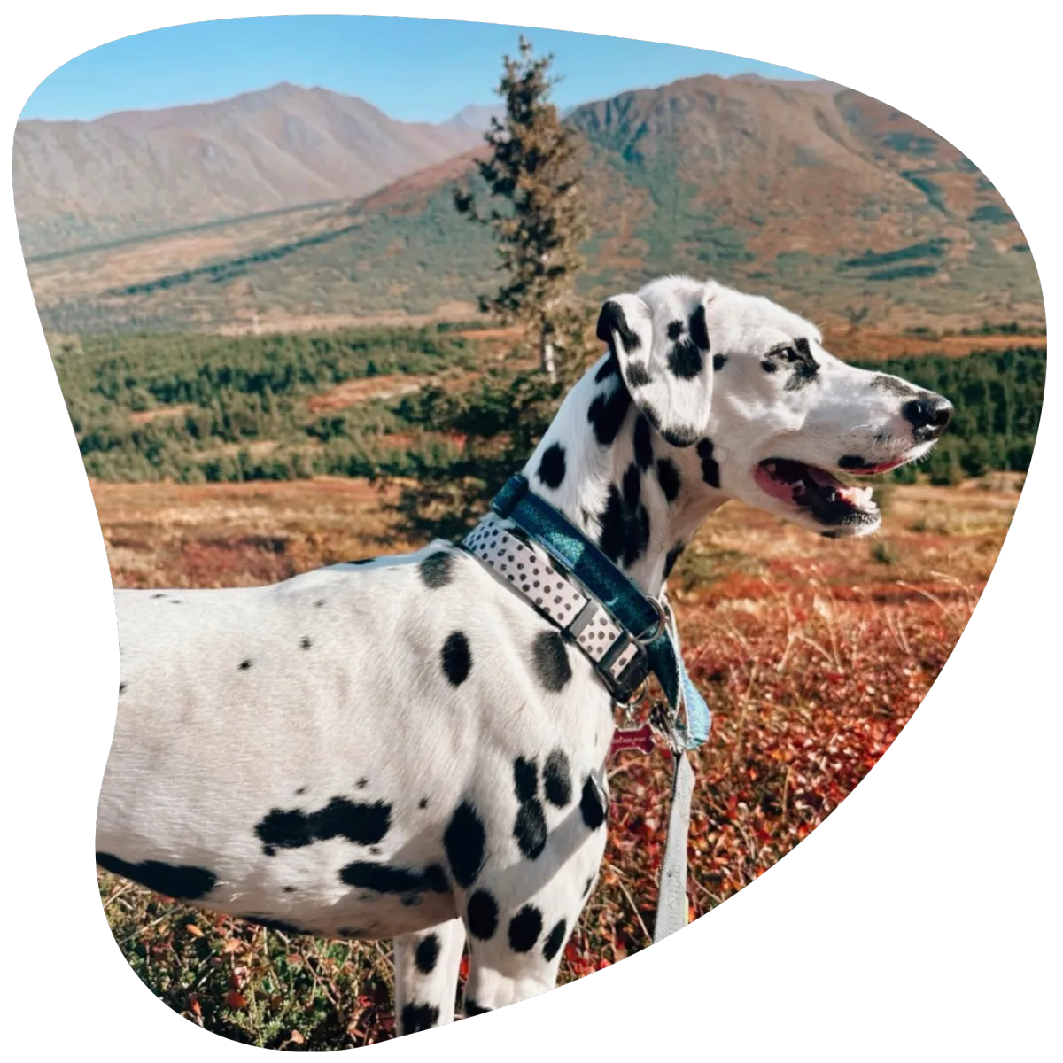 dog enjoying trail adventure walks in anchorage alaska