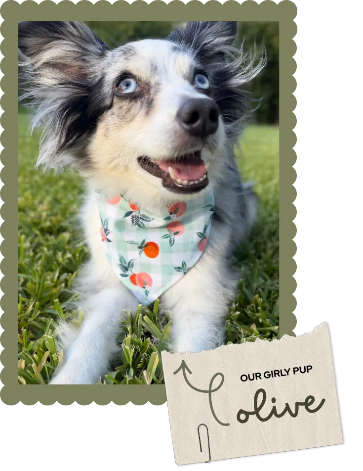 Olive the Toy Australian Shepherd wearing our cute peach gingham pet bandana