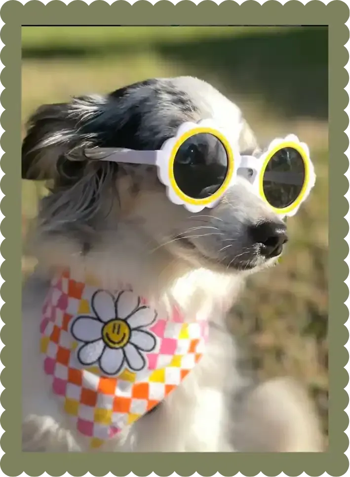 Olive the Toy Australian Shepherd in bandana with flower swearing our cute peach gingham pet bandana with flower sunglasses
