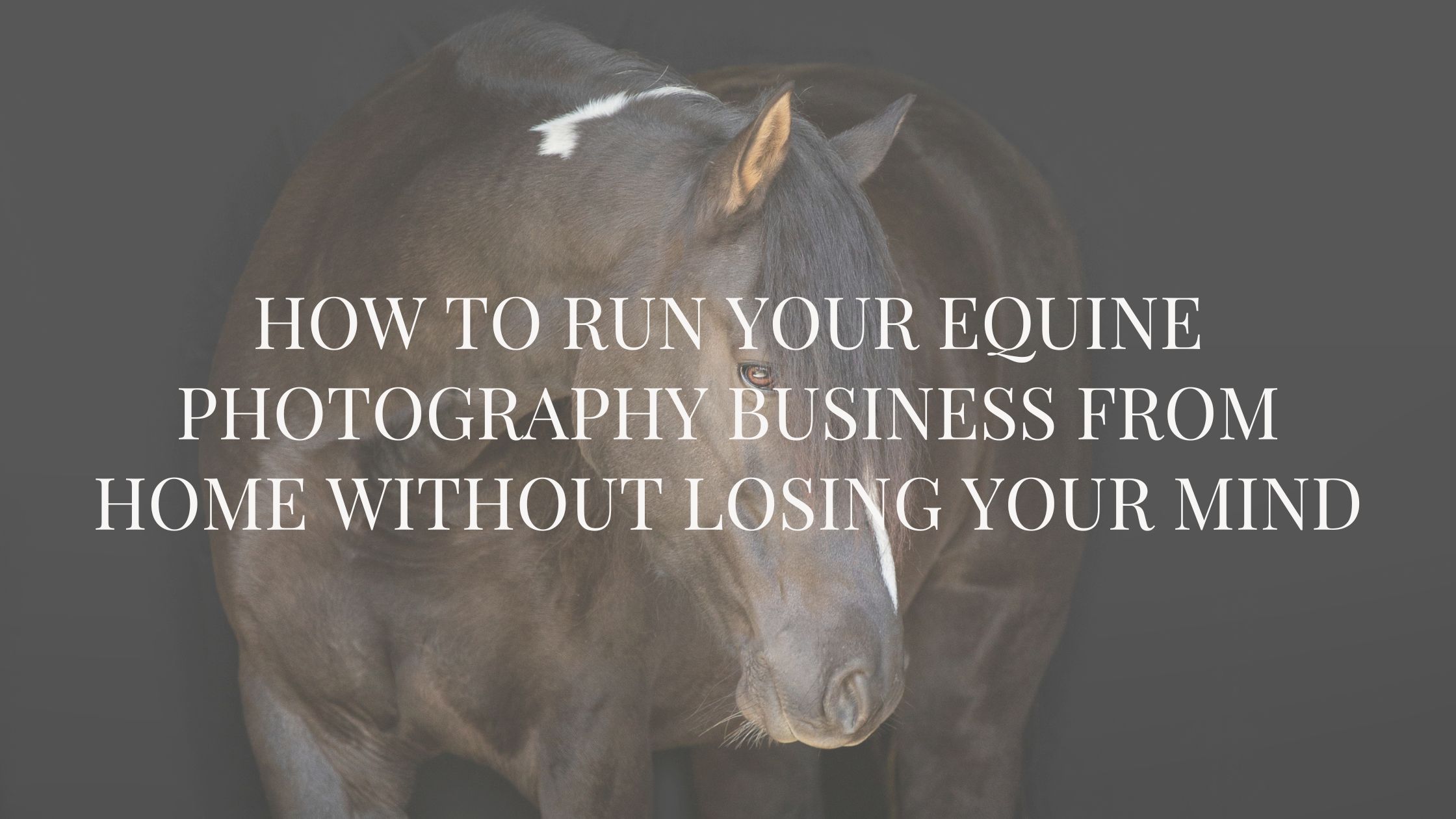 How to Run Your Equine Photography Business From Home Without Losing Your Mind