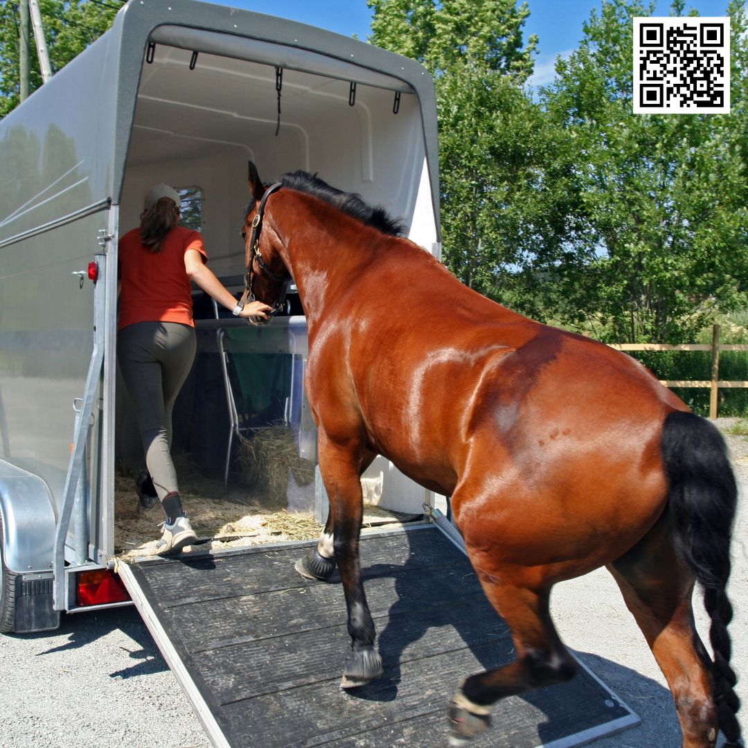 Horse Transport Services
