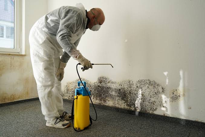 Professional mold remediation service
