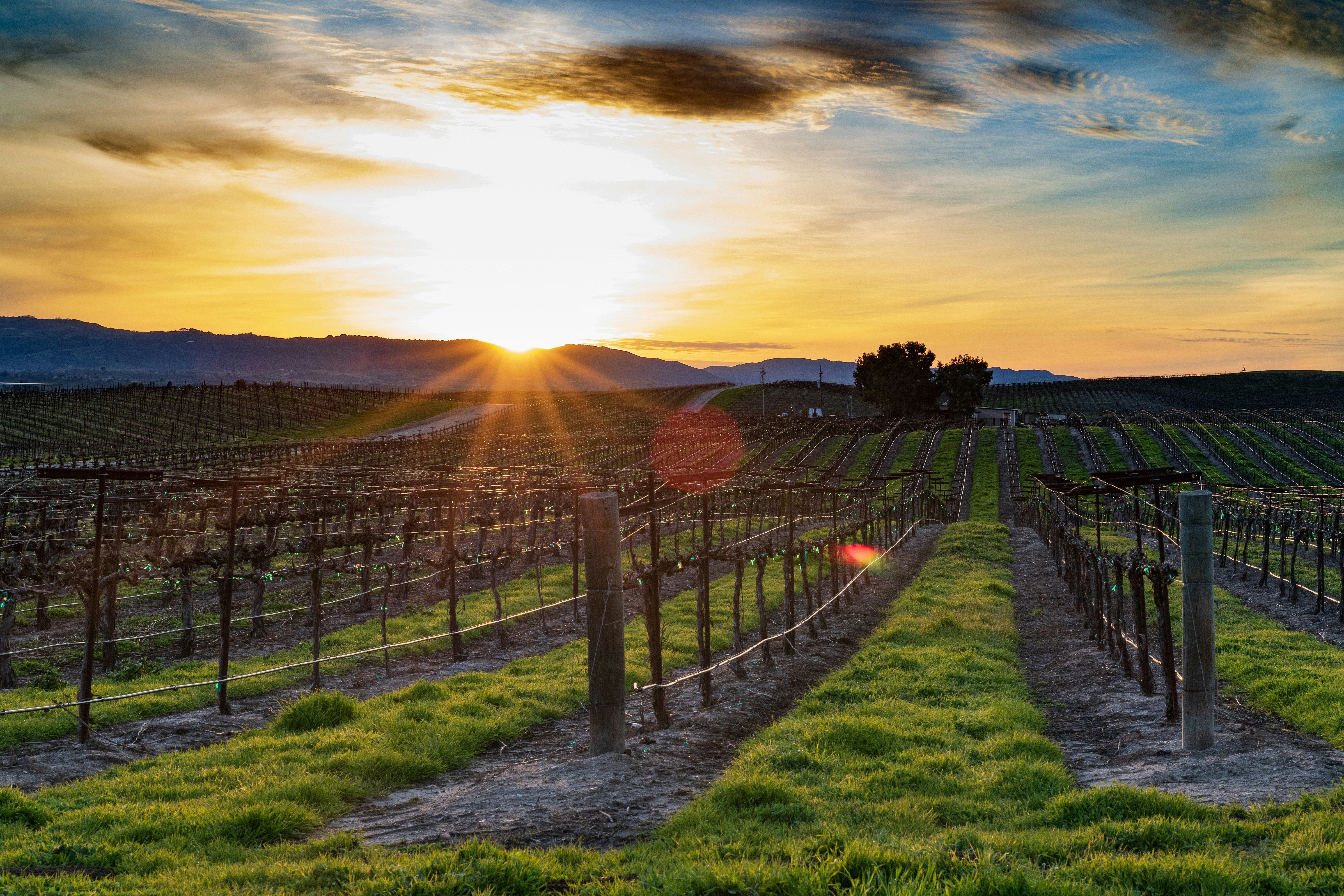 Is Paso Robles a Good Place to Live? The Complete 2026 Local Guide
