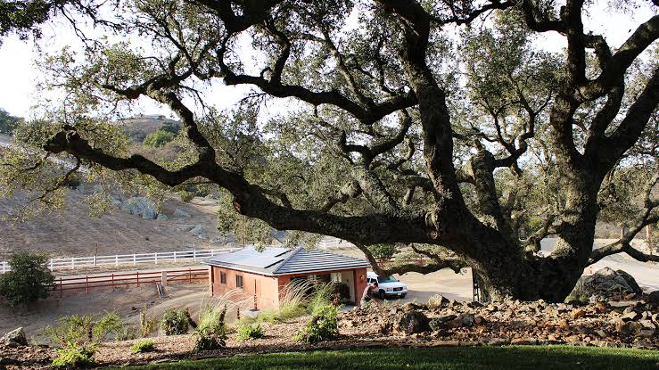 A large, sprawling Coast Live Oak tree providing shade over a residential home in the rolling hills of Atascadero, California.