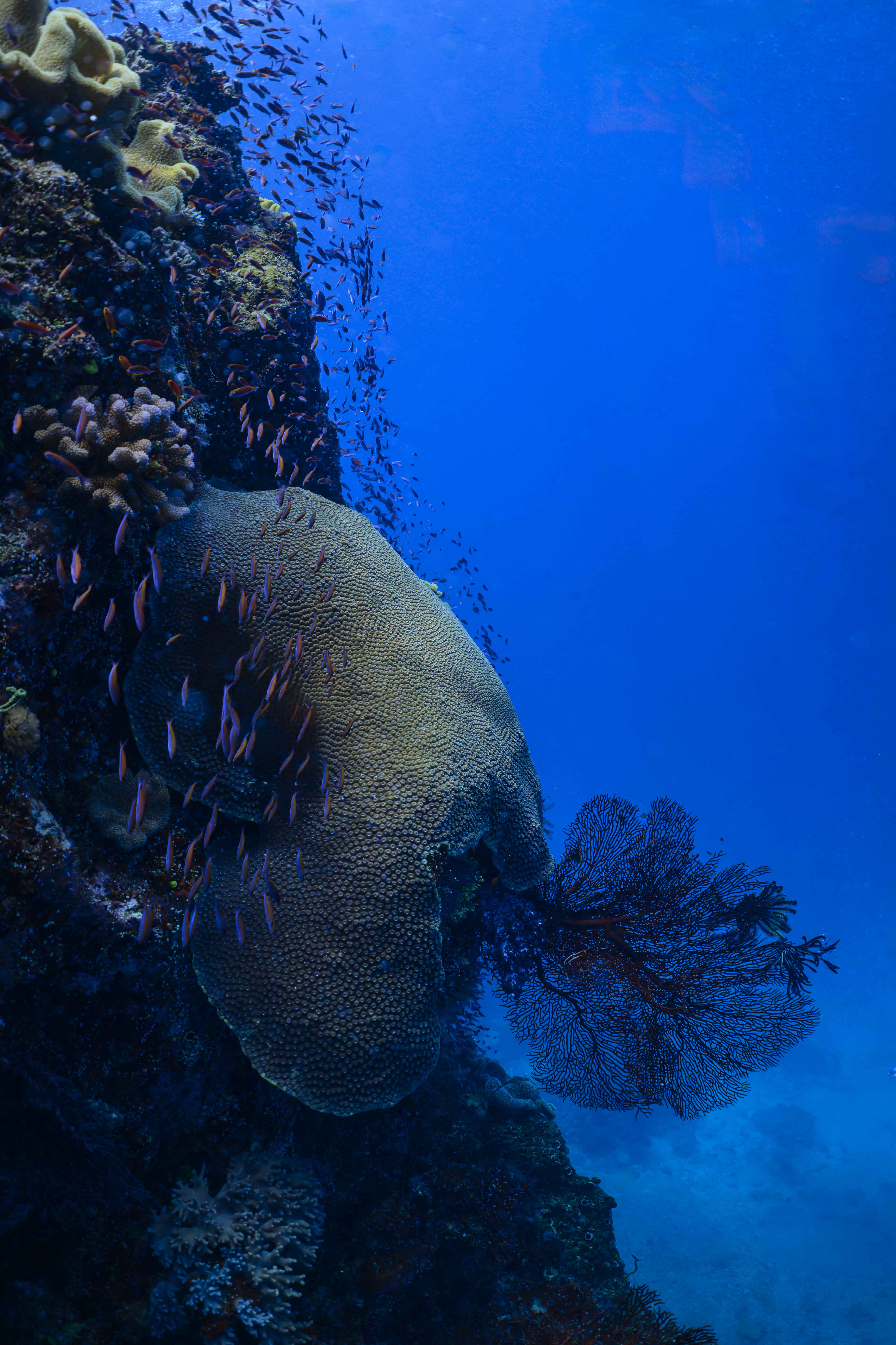 a white and black nudibranch laying eggs