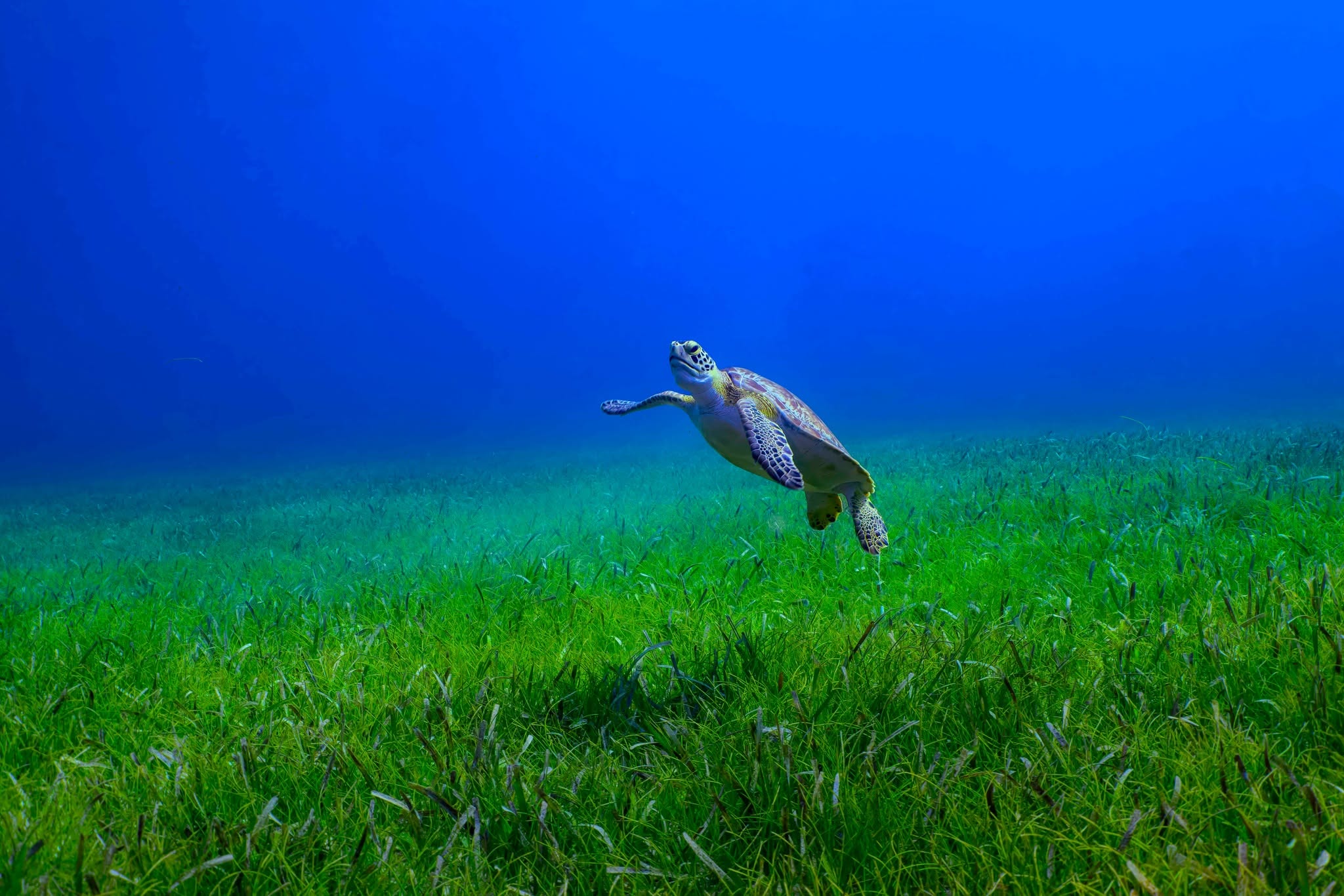 What Makes Underwater Fine Art Truly authentic