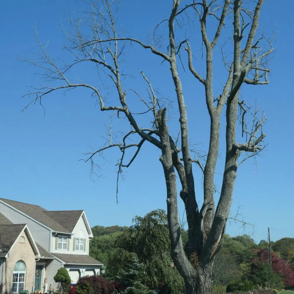Image of Dead Ash Tree Removal in Kentucky by Go Getter Tree Service (Proactive Dead Ash Tree Removal to Combat Ash Borer Damage)