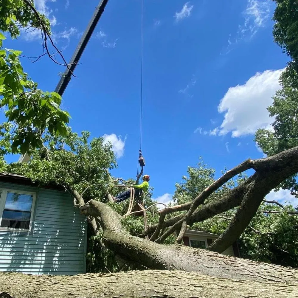 Image showing a tech from Go Getter Tree service on a property removing a tree that fell on a homeowners roof in  Northern Kentucky