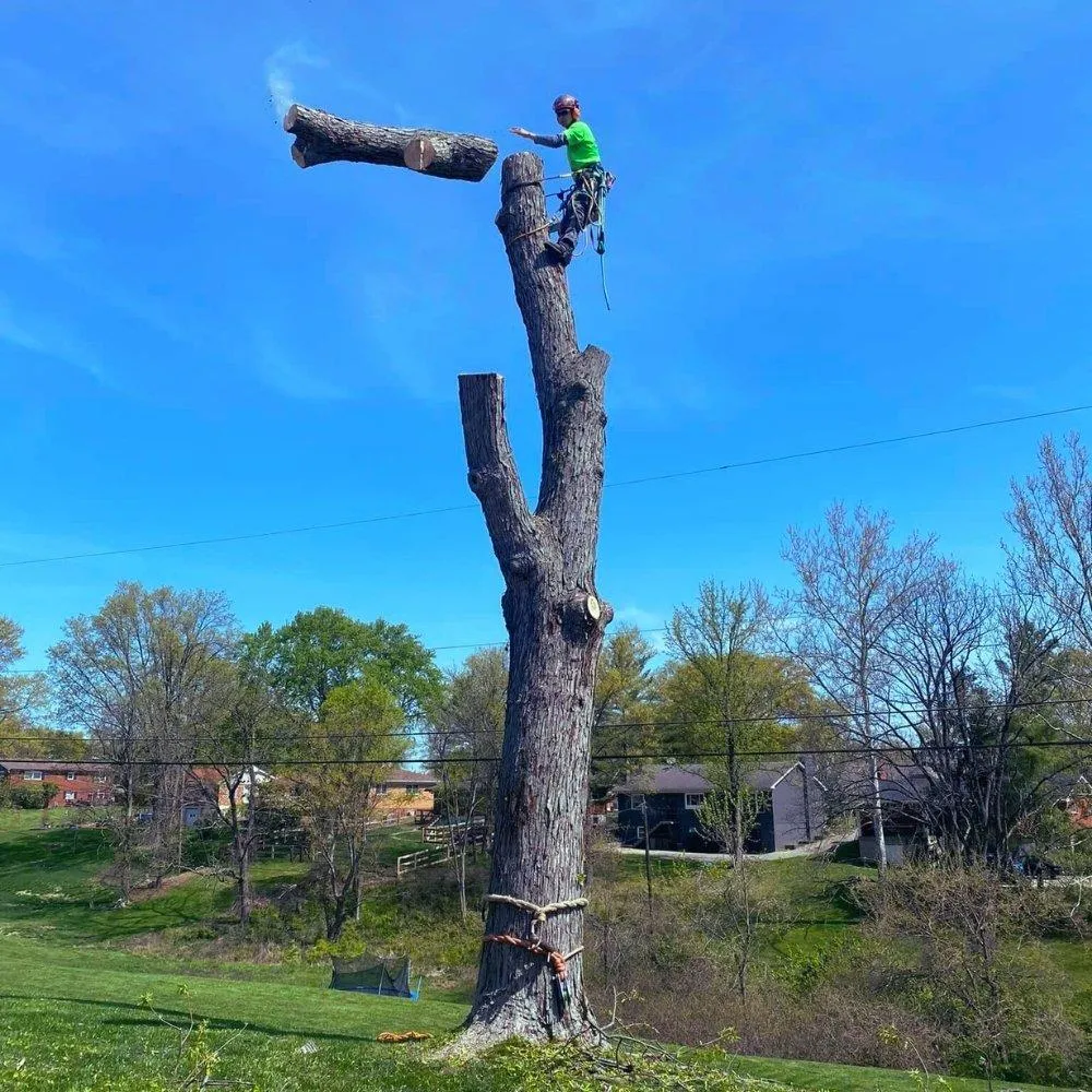 Image of Go Getter Tree service tech Tree Removal (Safe, Efficient Tree Removal)