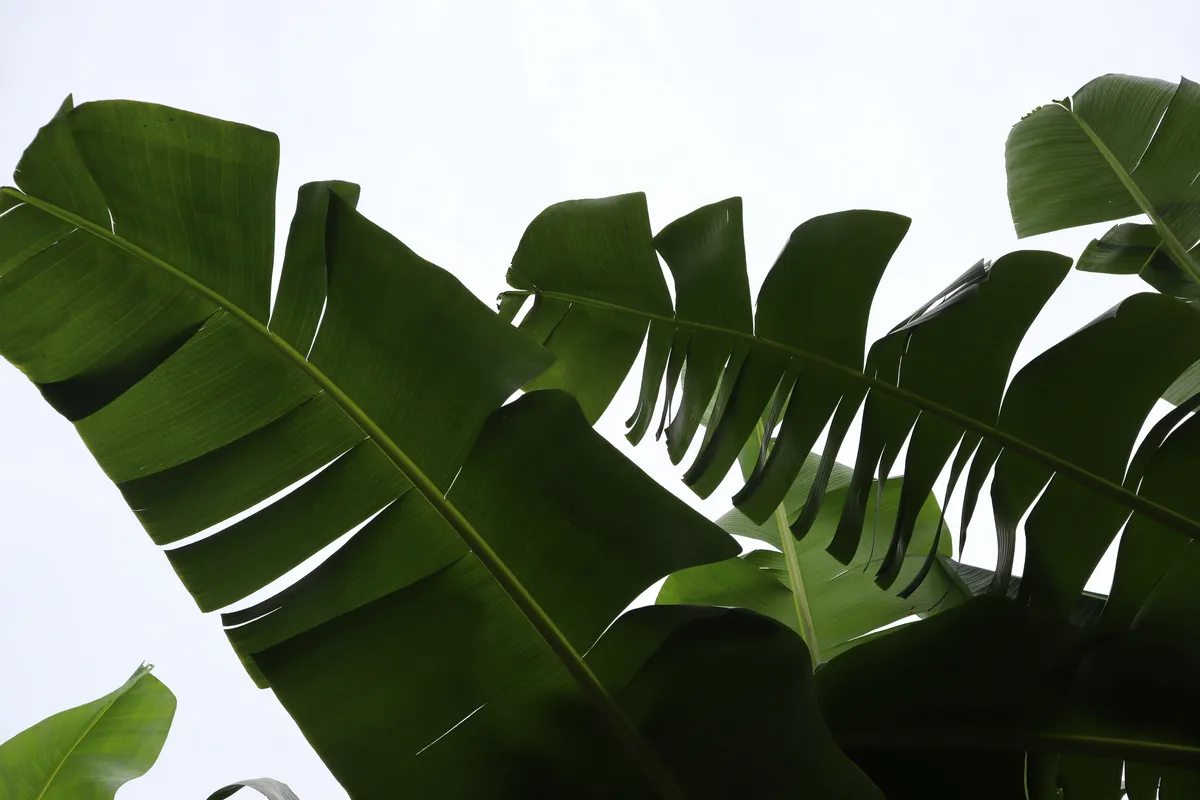 Plantaciones de plátano en Tabasco