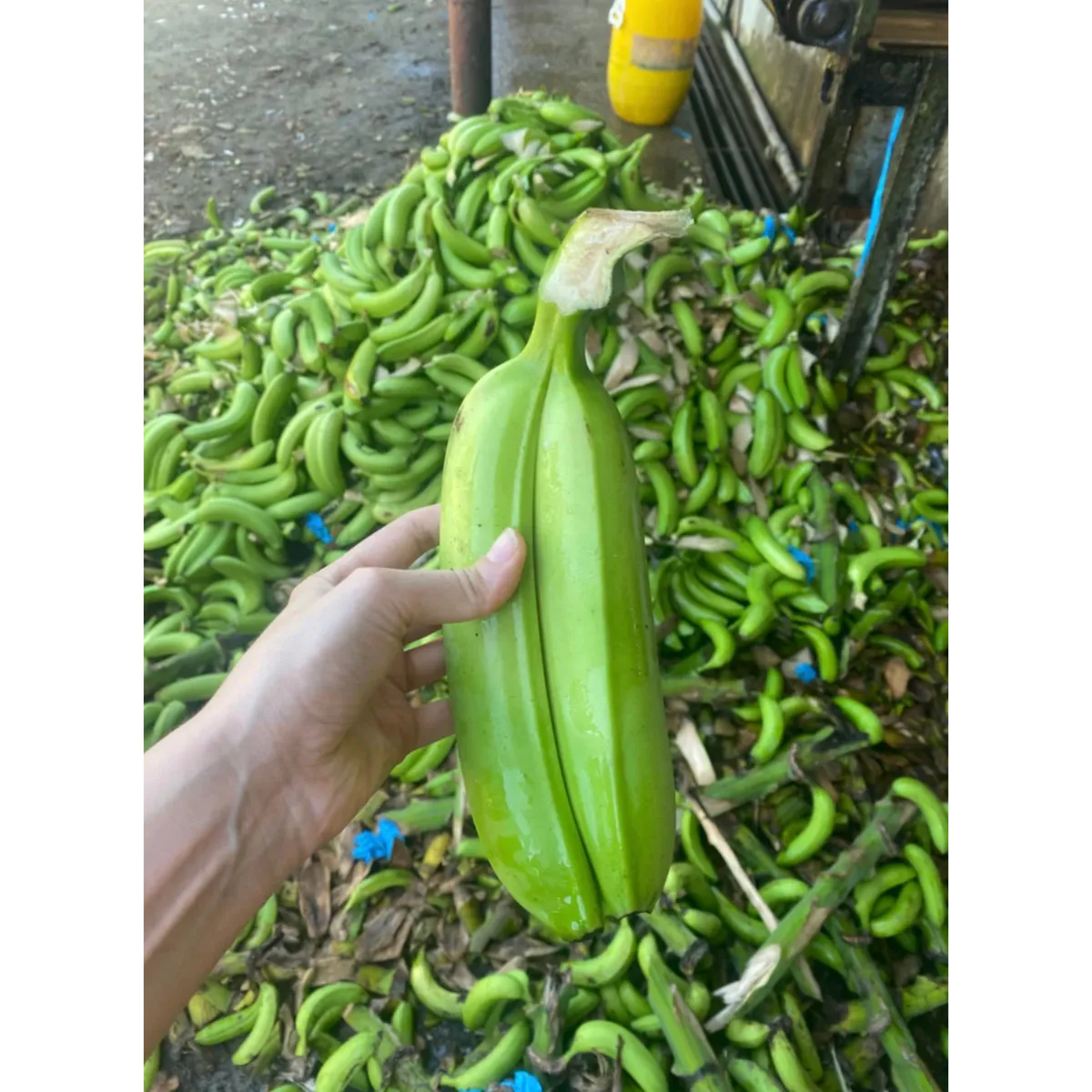 Plátanos rescatados para hacer snacks ¡Ala Terra!