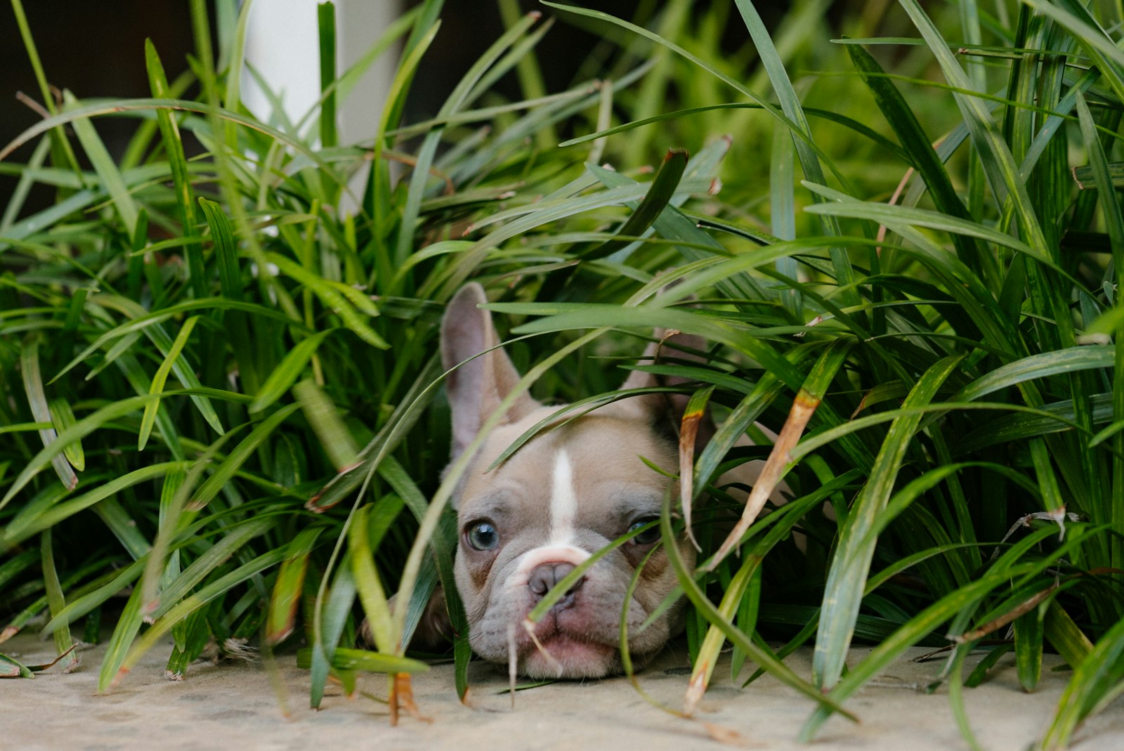 Austin Texas Home Buying With Pets Guide: How to Find Pet Friendly Neighborhoods & Properties (5)