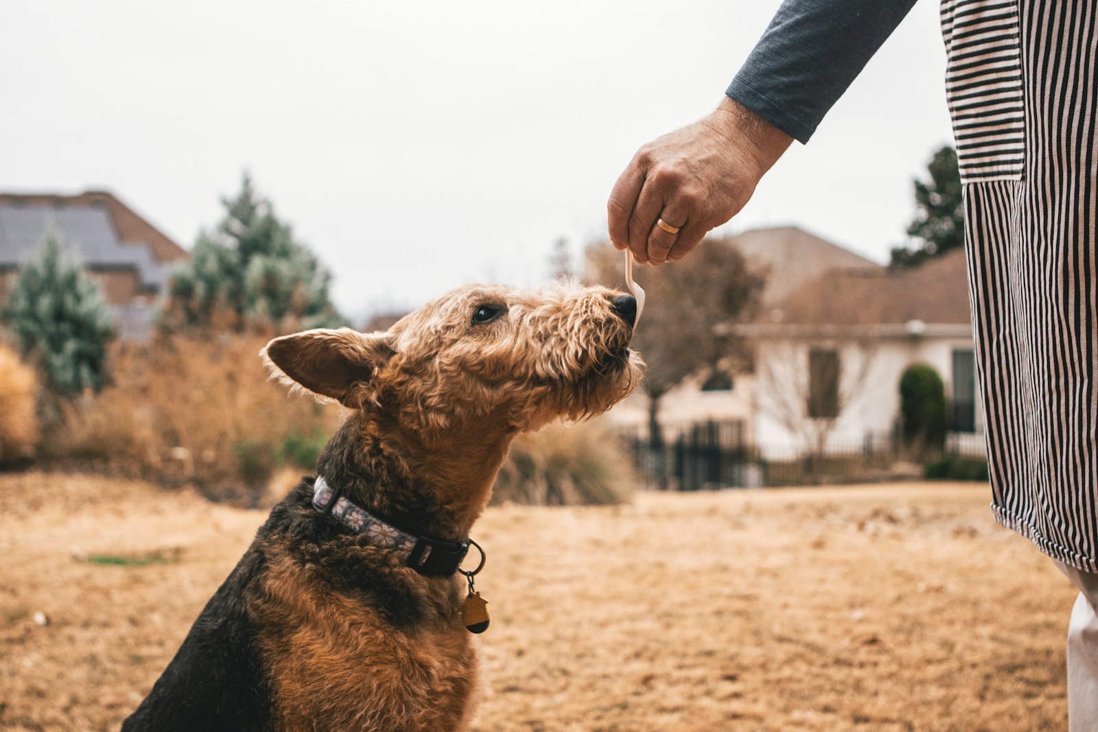 Austin Texas Home Buying With Pets Guide: How to Find Pet Friendly Neighborhoods & Properties (1)