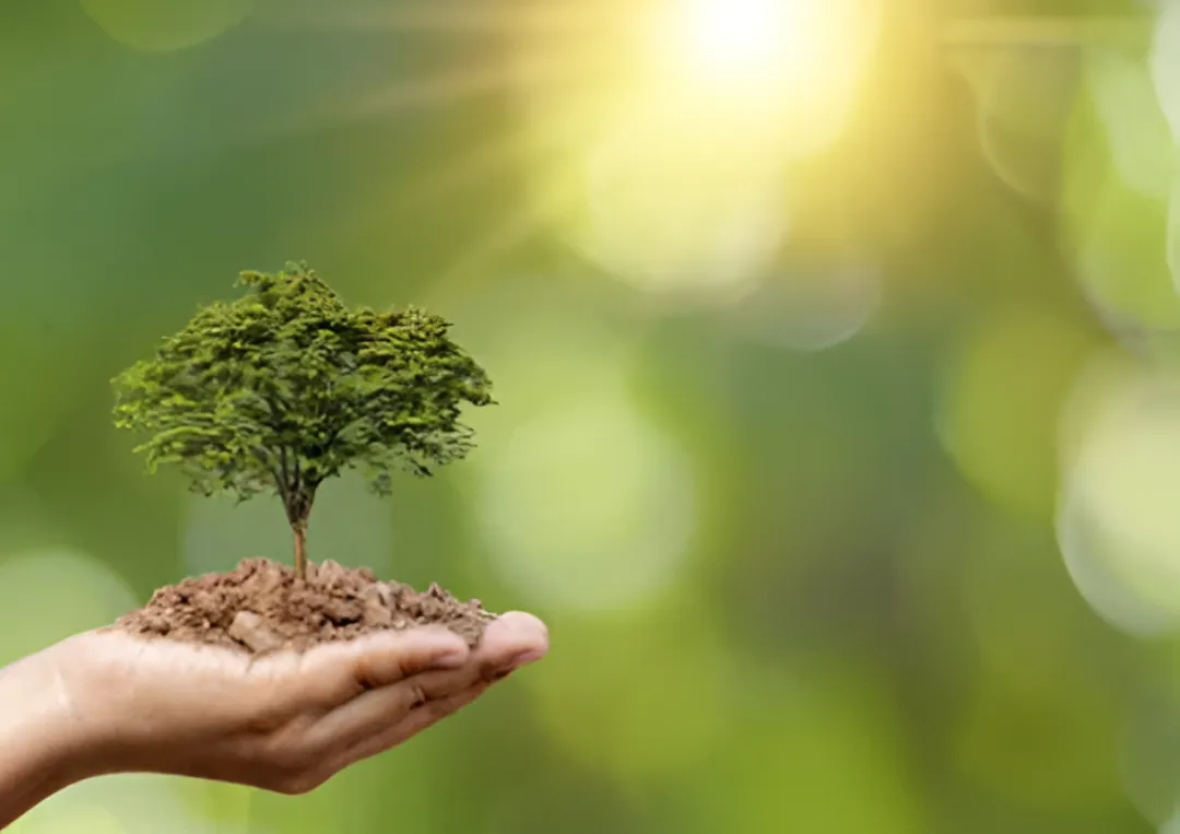 Large image of a small tree growing in soil in someone's palm.