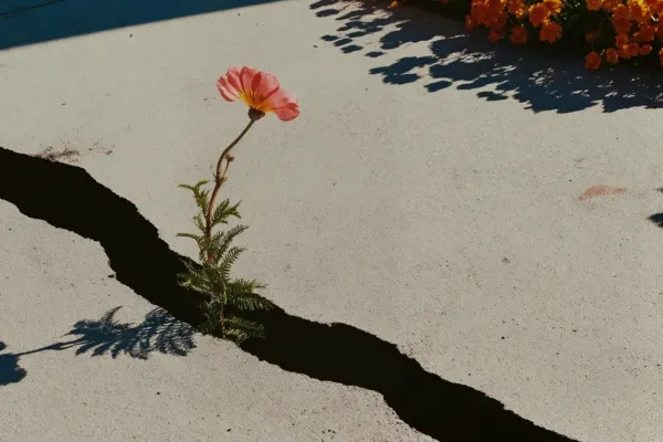 Flower growing out of a crack in the sidewalk as a symbol for breaking out of survival mode