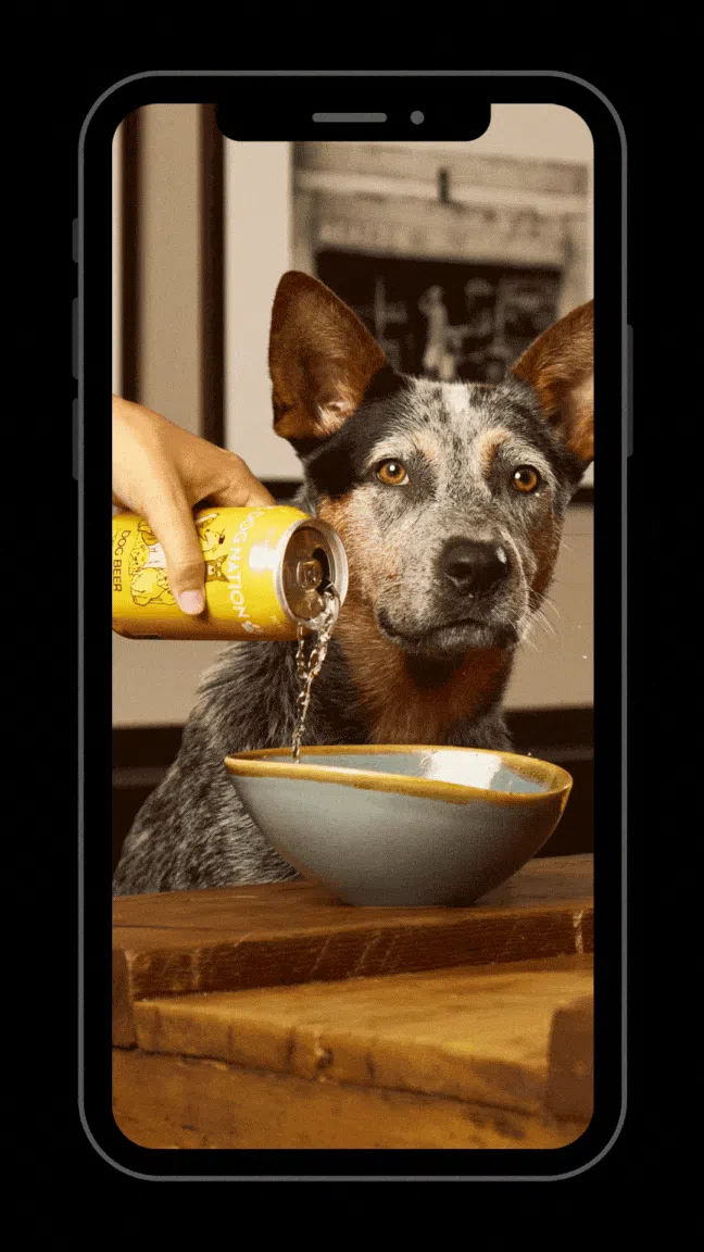 Dog drinking bone broth brew at pub table