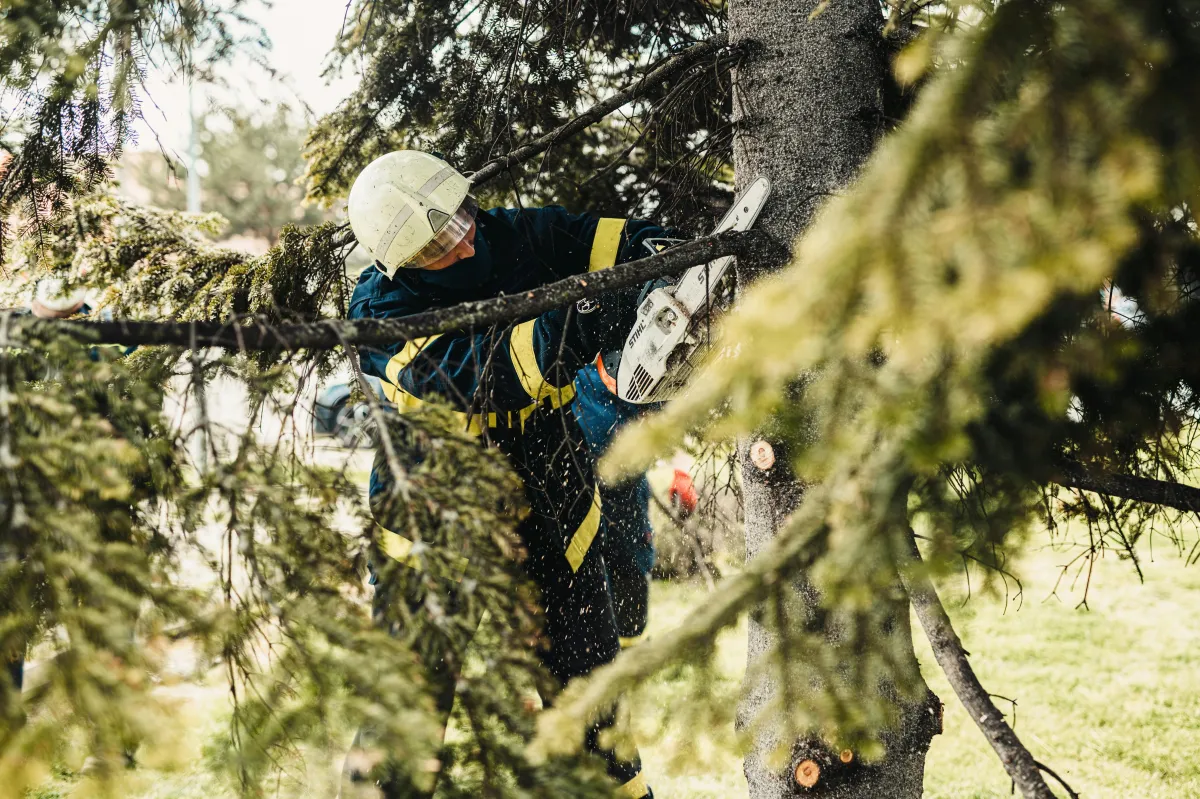 Expert Tree Service - Riverside