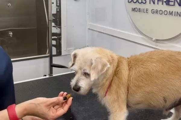 Grooming is more than just keeping your dog looking good