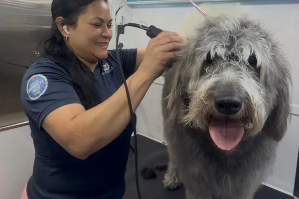 This blog explains how Dogs’N Friends reduces anxiety