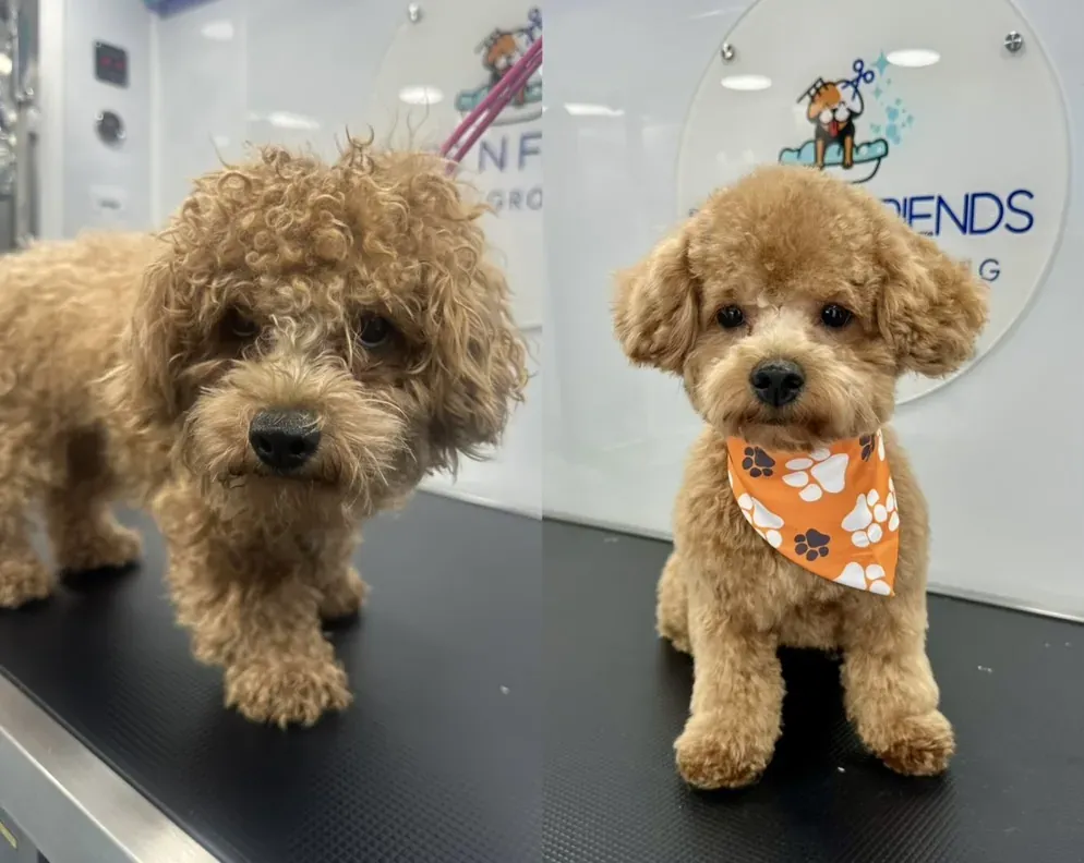 Toy poodle before and after mobile dog grooming by Dogs'N Friends