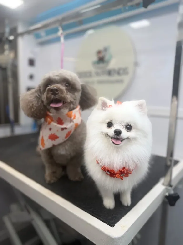 Toy poodle and Pomeranian after mobile dog grooming in Suwanee, GA – Dogs'N Friends van