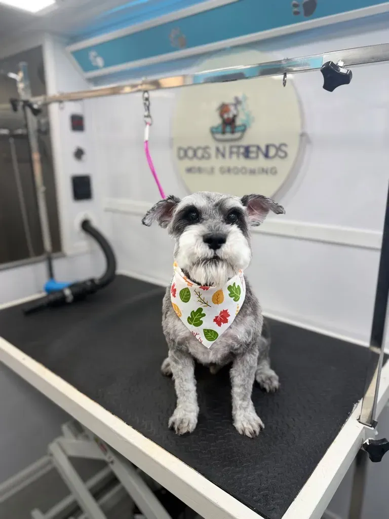 Miniature schnauzer after mobile dog grooming in Suwanee, GA – Dogs'N Friends