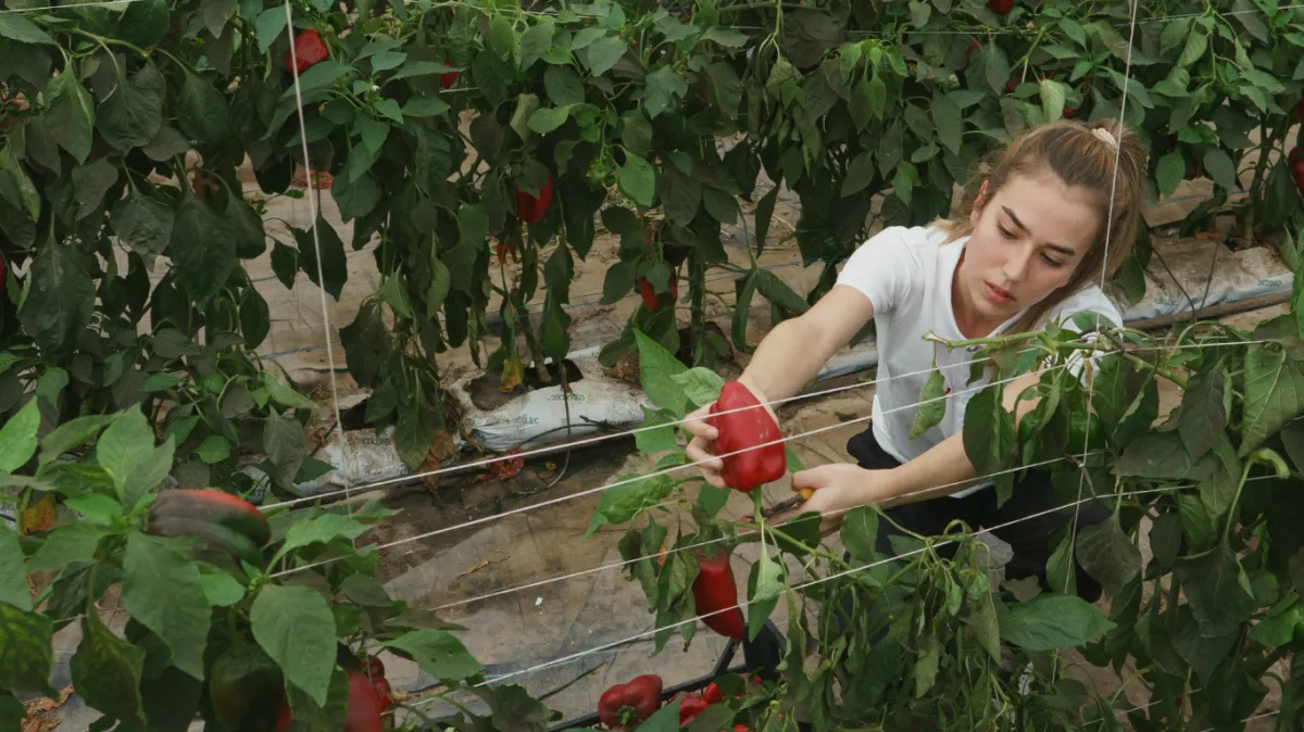 Woman picking a red pepper off the plant.
