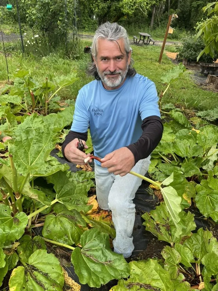 Farmer John kneeling in a field of rhubarb.