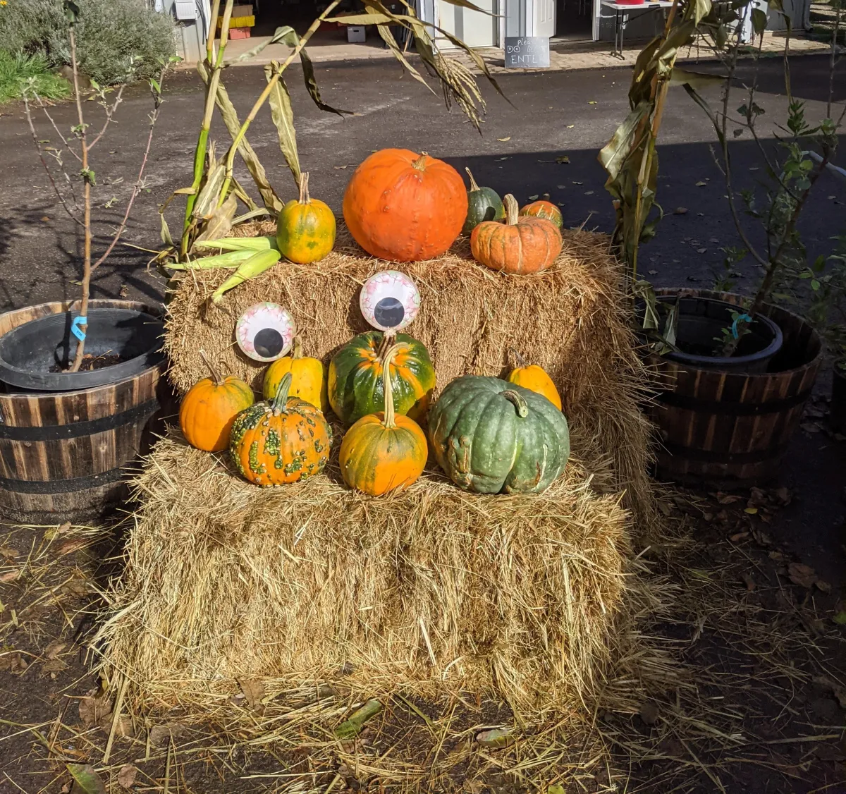 Pumpkins stacked on bales of hay decorated with big goggly eyes.