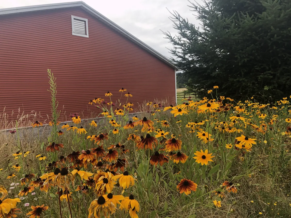 Red barn surrounded by yellow flowers in the foreground.