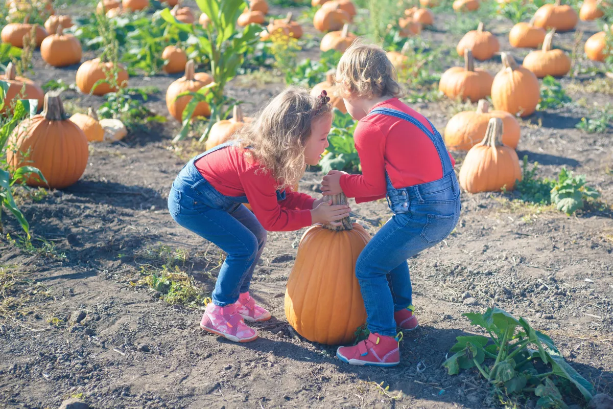 Two young girls trying to pick up a big pumpin
