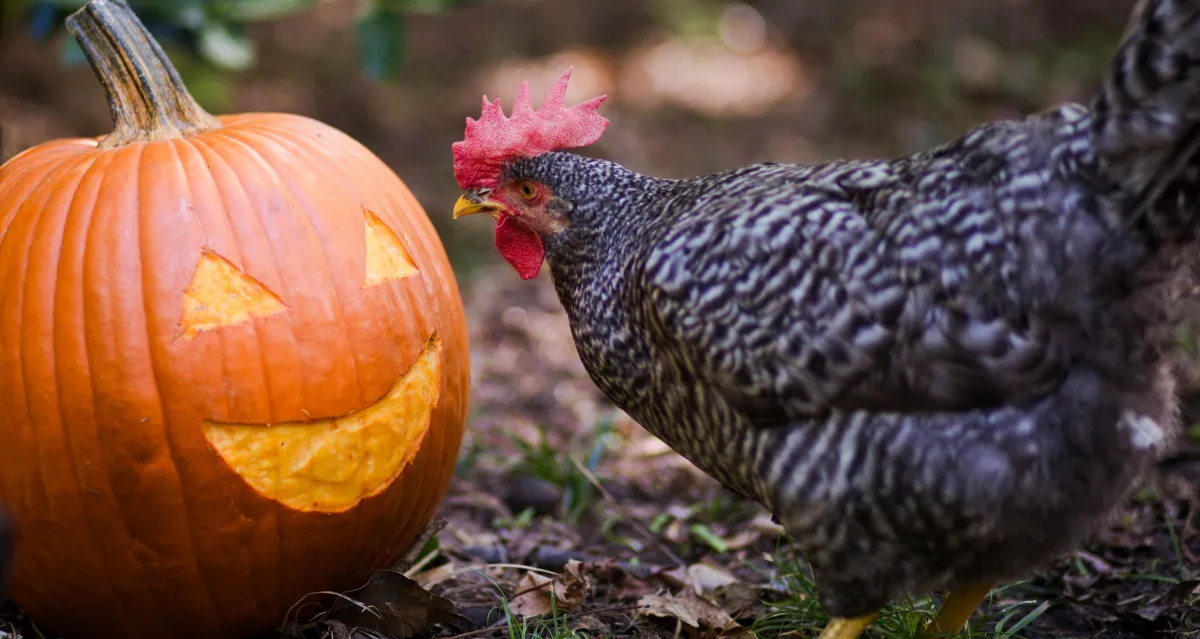 Chicken and a pumpkin