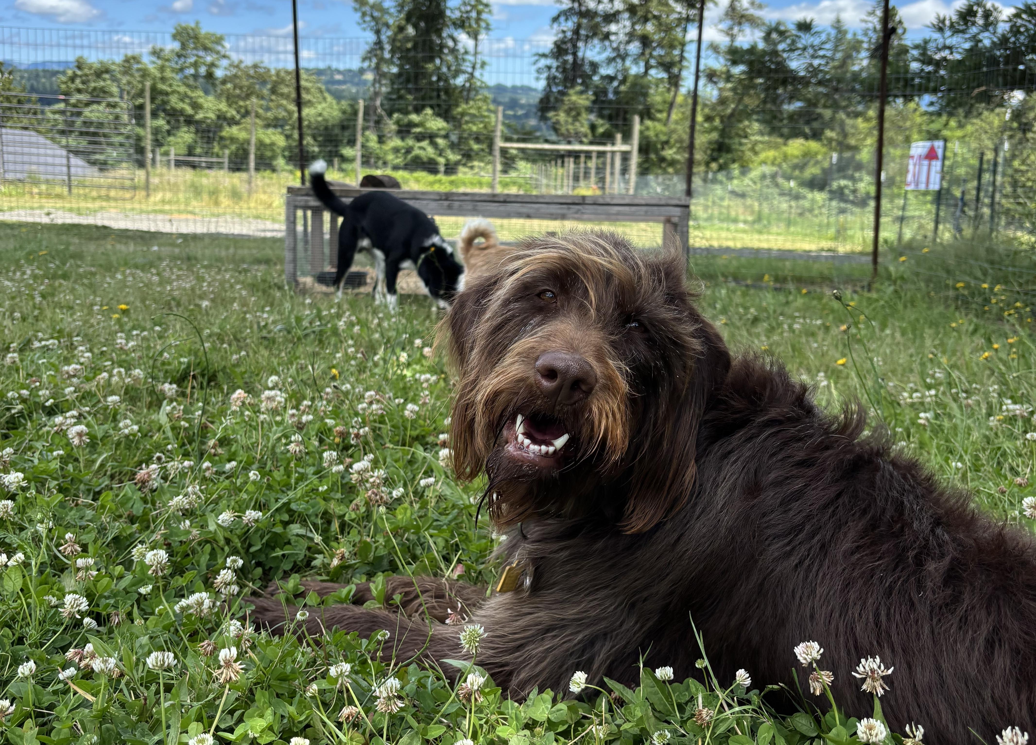 Dogs running in a fenced play yard.