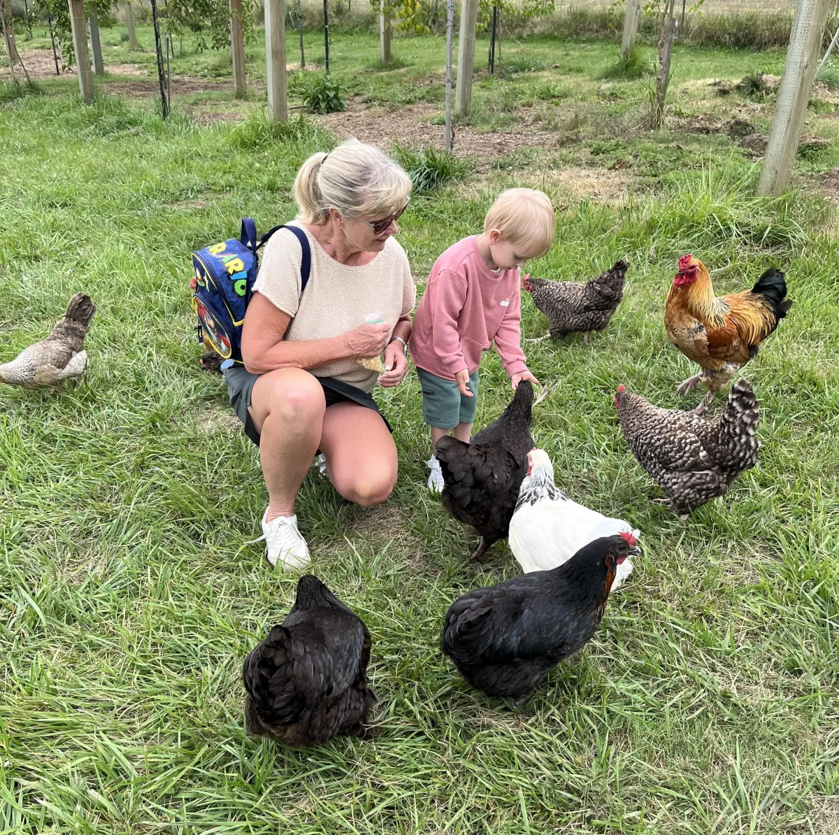 Dogs running in a fenced play yard.