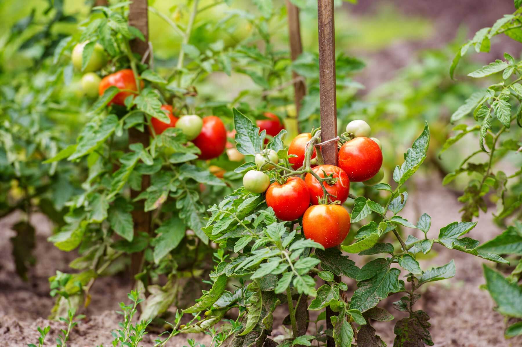 Red tomatoes growing on the vine.