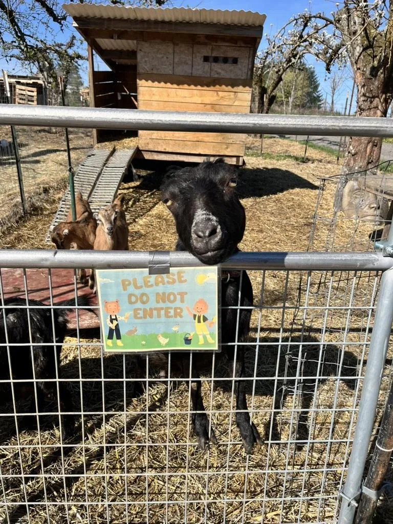 Black goat looking over a gate.