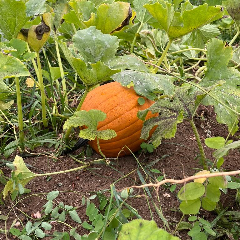 Orange pumpkin in a patch