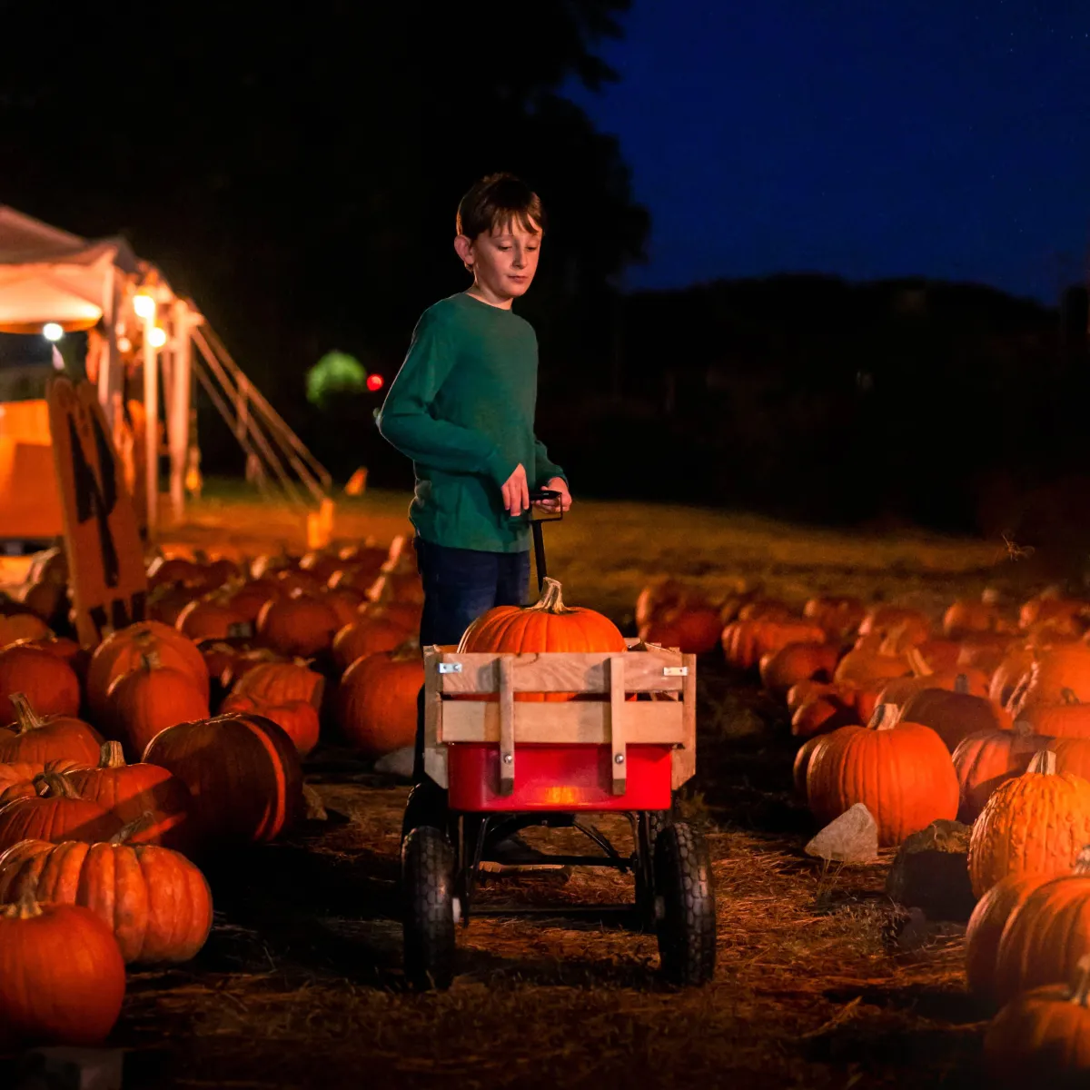 Young boy searching for pumpkins at night.