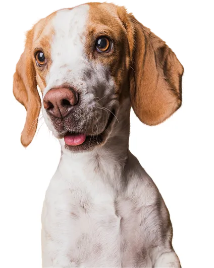 A brown and white Basenji dog 
