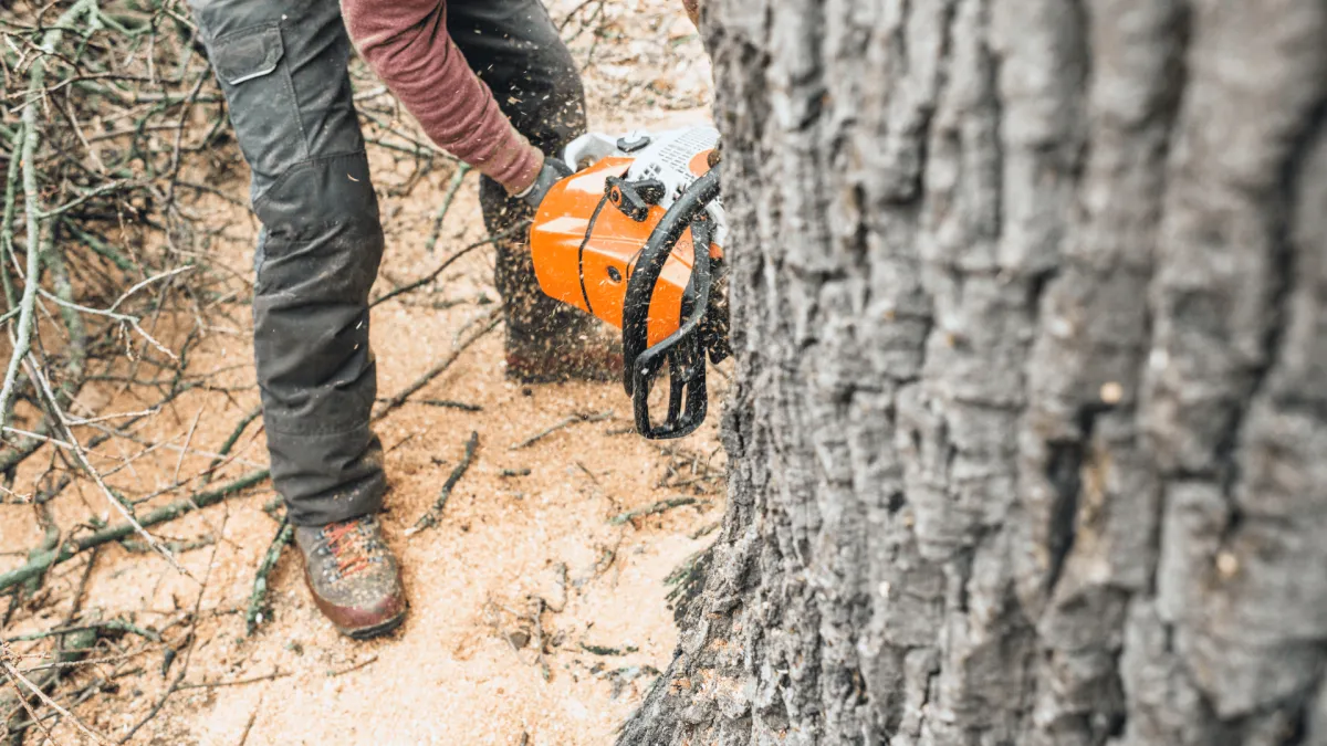 Tree Removal